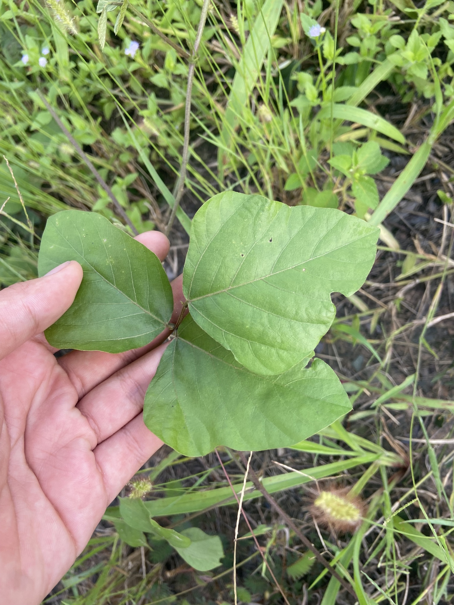Neustanthus phaseoloides — ảnh 2
