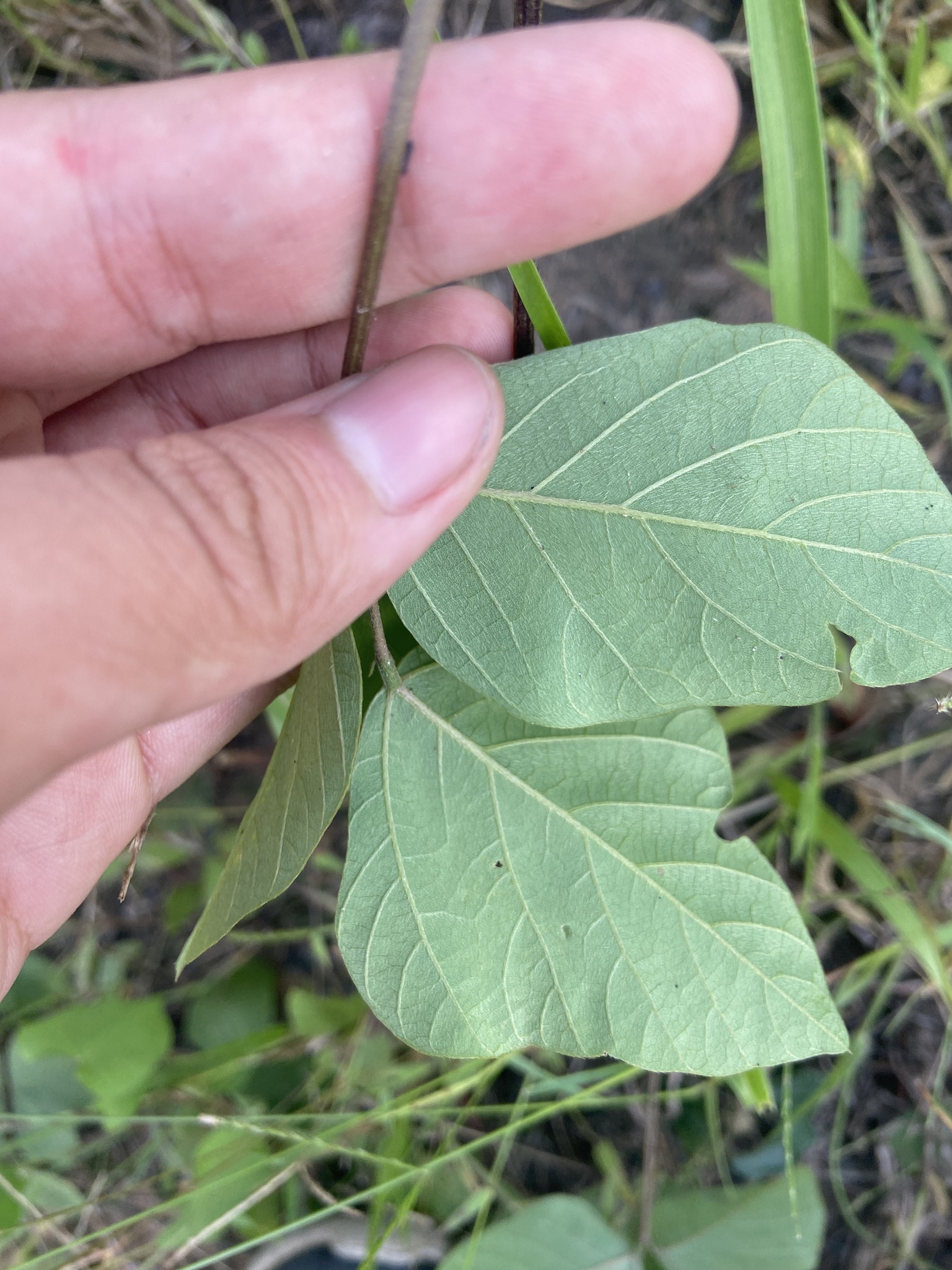Neustanthus phaseoloides — ảnh 3