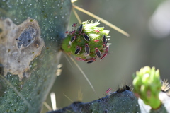Hesperolabops gelastops