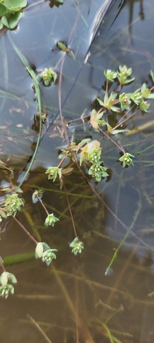Stream Muggiegrass (Adenogramma natans)