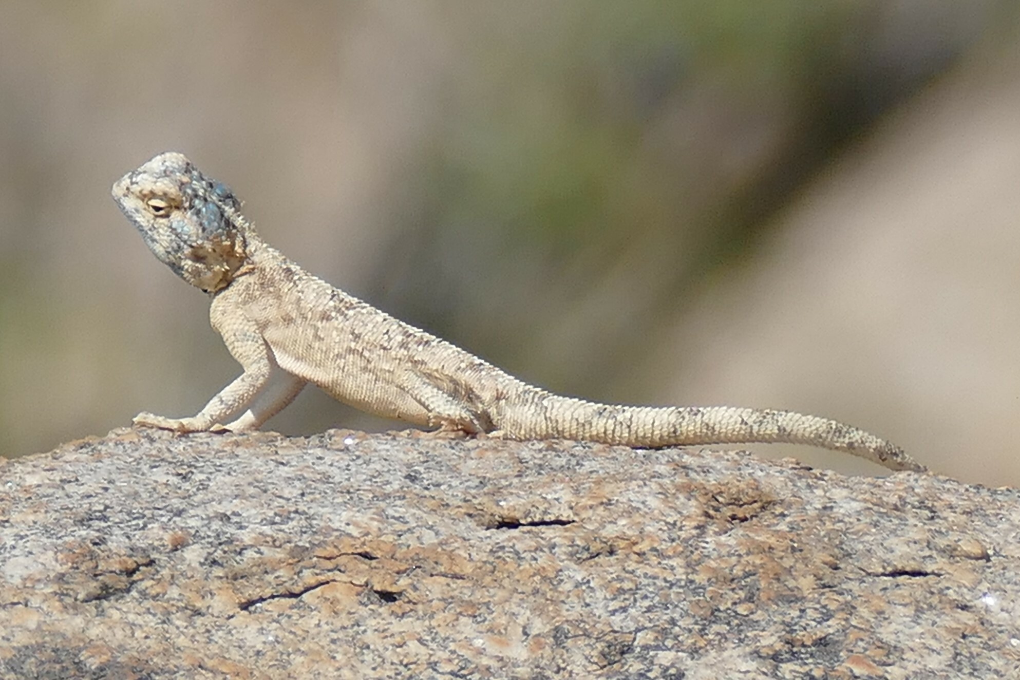 Agama anchietae Bocage, 1896