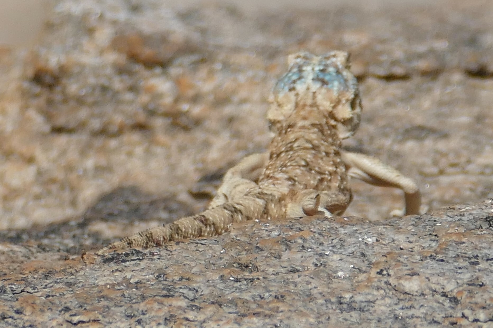 Agama anchietae Bocage, 1896