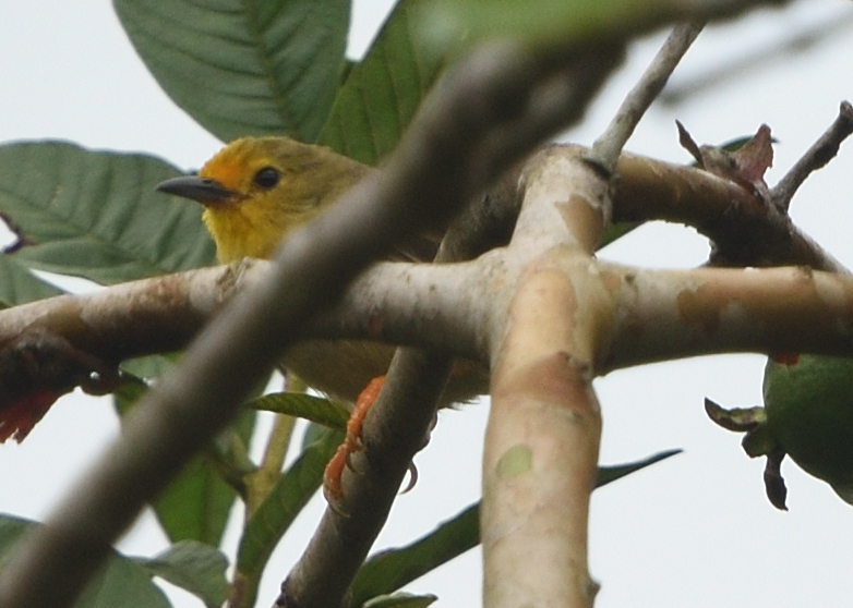 Orange-fronted Plushcrown (Metopothrix aurantiaca), photo 5