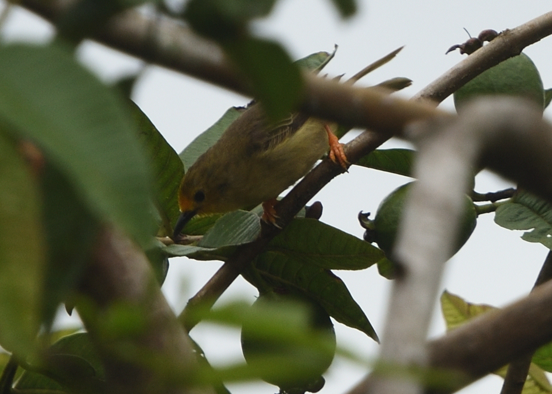 Orange-fronted Plushcrown (Metopothrix aurantiaca), photo 6