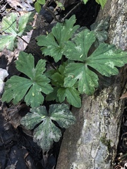 Hydrophyllum virginianum