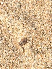 Alloniscus perconvexus