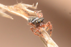 Phidippus clarus