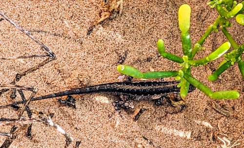Arnold's Rock Gecko