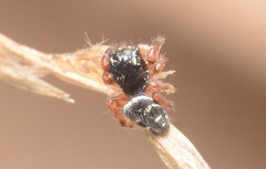 Phidippus clarus