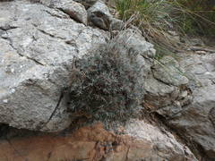 Teucrium balearicum
