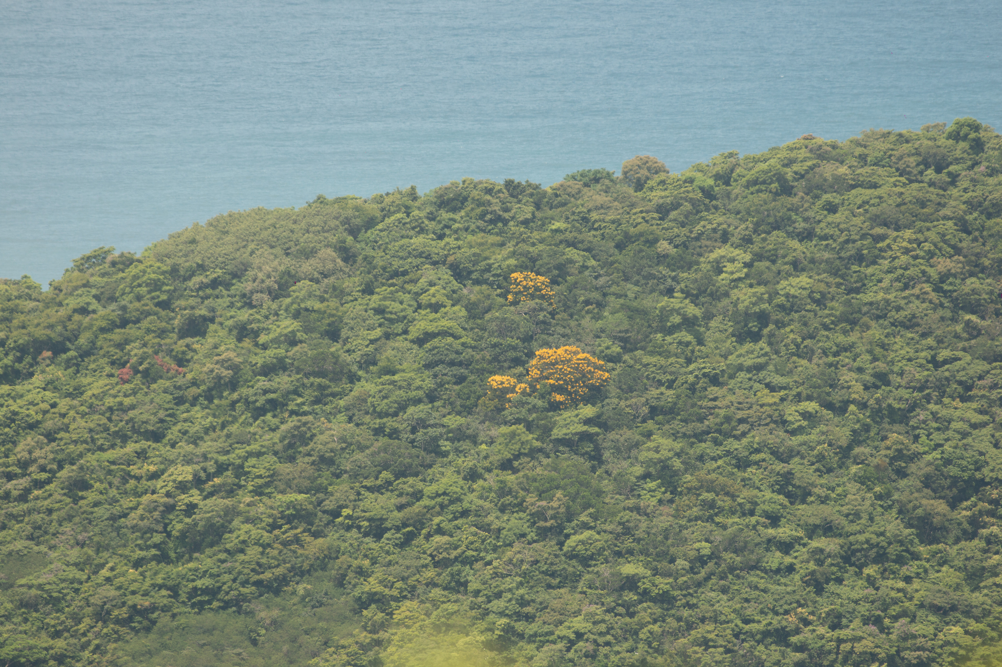 Imagem de Ipê-amarelo