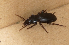 Pterostichinae