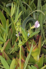 Vicia bithynica