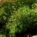 Common Apple-Moss - Photo (c) Michael J. Papay, some rights reserved (CC BY), uploaded by Michael J. Papay