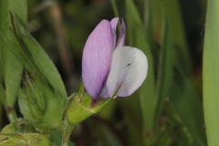 Vicia bithynica