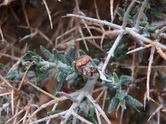 Teucrium balearicum