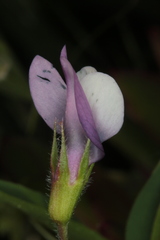 Vicia bithynica