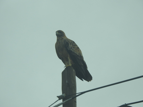 Águila imperial ibérica (Aquila adalberti)