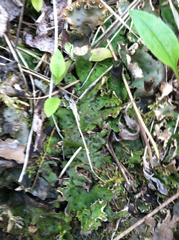 Peltigera leucophlebia