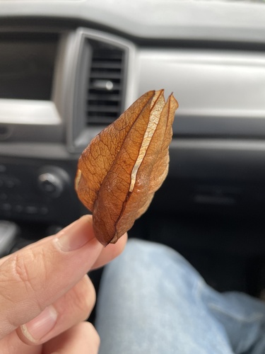 Foto de Sapucaia