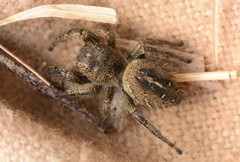 Phidippus texanus
