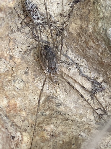 Phalangium targionii