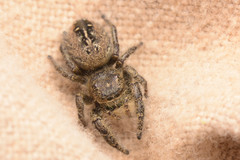 Phidippus texanus