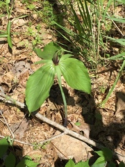 Trillium viridescens