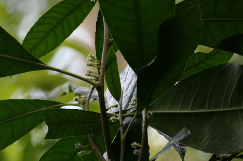 Agrostistachys indica observed 2024-01-19