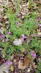 Phlox subulata