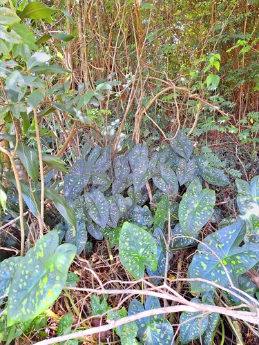 Caladium smaragdinum