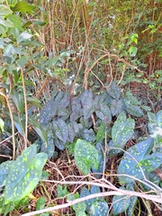Caladium smaragdinum