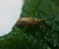 Dorytomus longimanus