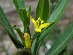 Cneorum tricoccon