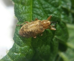 Dorytomus longimanus