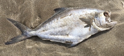 Argentine queenfish (Parona signata) — Carangidae — 3