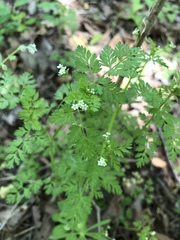 Chaerophyllum procumbens