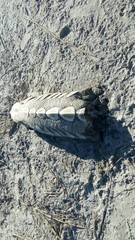 Acipenser brevirostrum