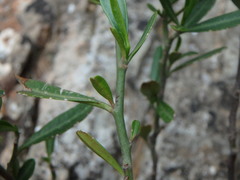 Cneorum tricoccon