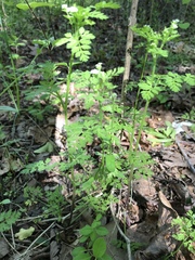 Chaerophyllum procumbens
