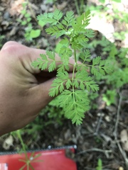 Chaerophyllum procumbens