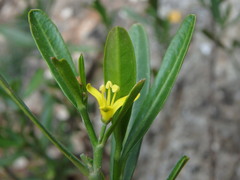 Cneorum tricoccon