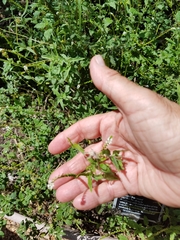 Heliotropium angiospermum