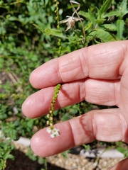 Heliotropium angiospermum
