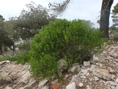 Cneorum tricoccon