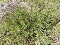 Baccharis texana