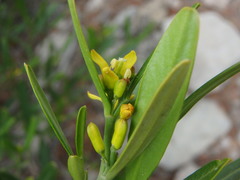 Cneorum tricoccon