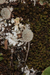 Cladonia pocillum