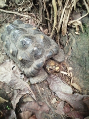 Chelonoidis carbonarius