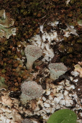 Cladonia pocillum